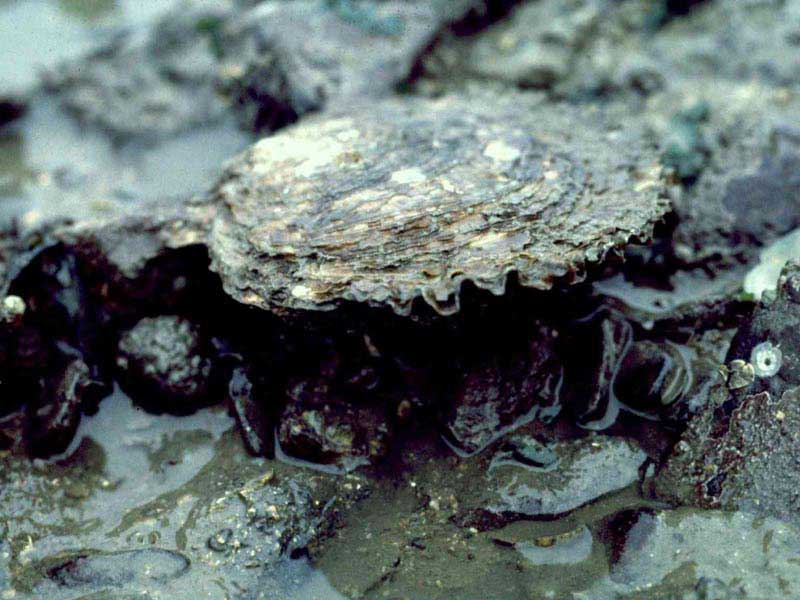 Restoration of the European Flat Oyster in the Adriatic Sea – Challenges, Opportunities, and New Scientific Insights
