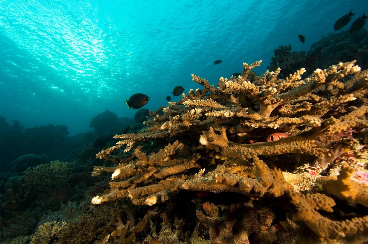 Corals of the Adriatic Sea - Overview and Threats