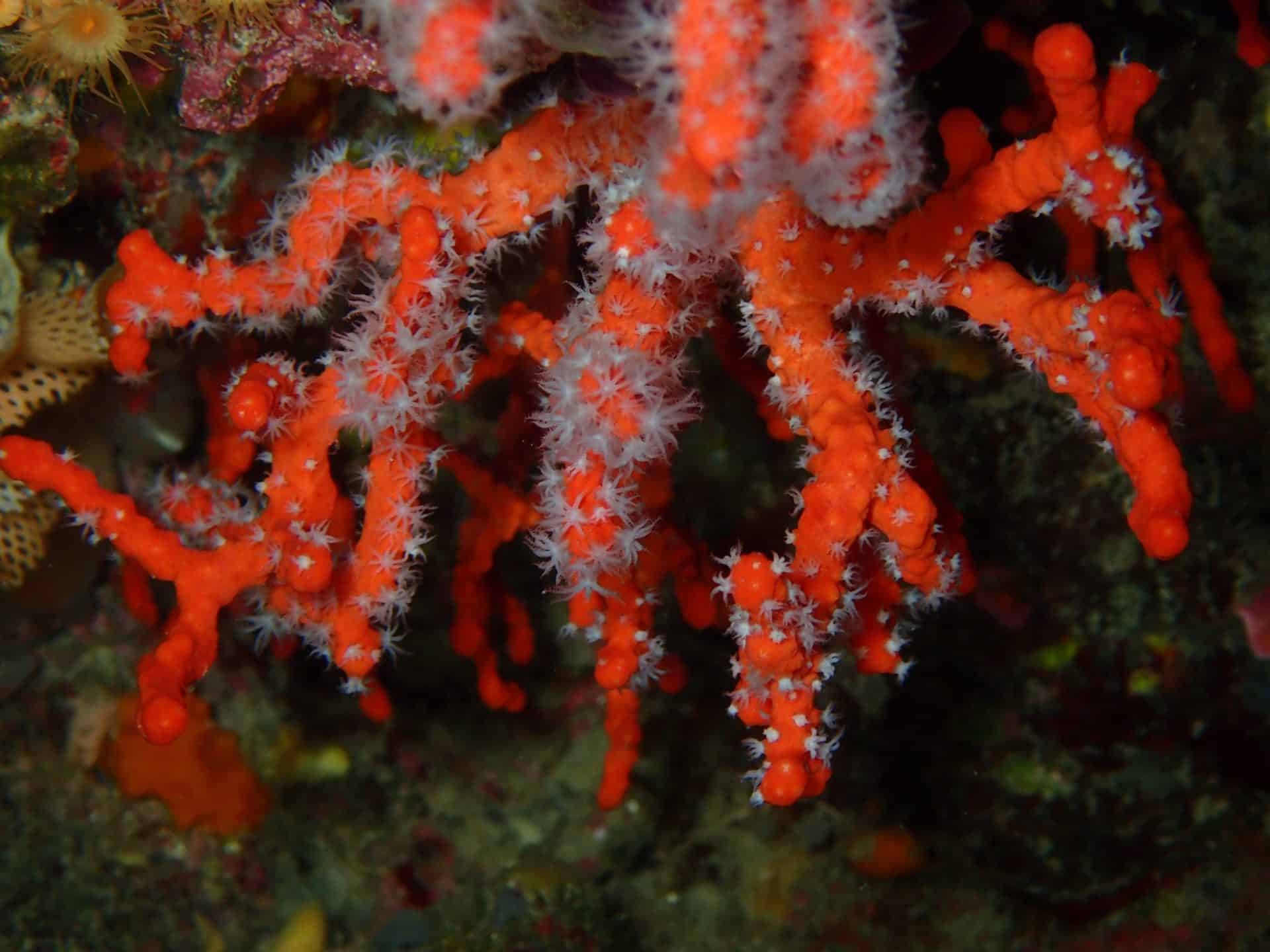 Corals of the Adriatic Sea - Overview and Threats